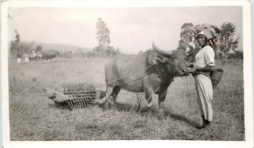 Buffalo - Asia