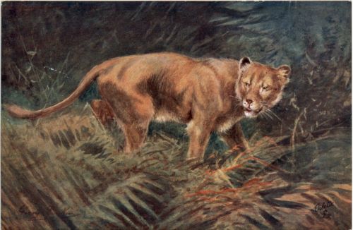 Lioness - Tucks