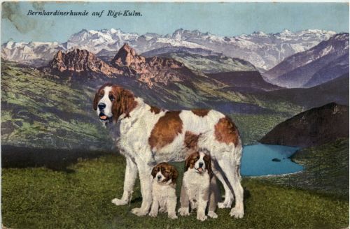 Bernhardinerhunde auf der Rigi-Kulm