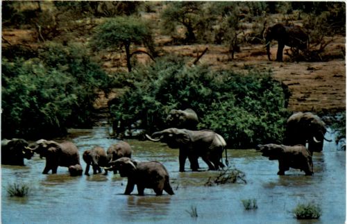 Kenia - Elephants