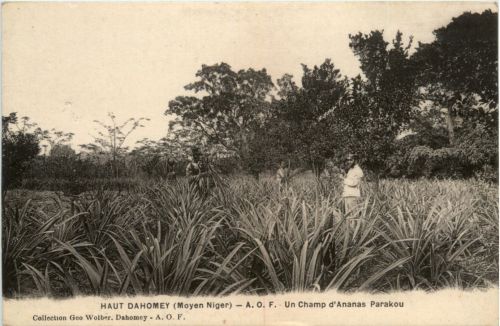 Dahomey - Un champ d Ananas Parakou