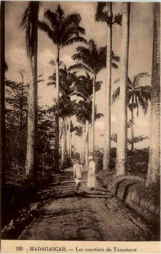 Madagascar - Les cocotiers de Tamatave