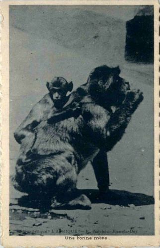 Affen - Monkey