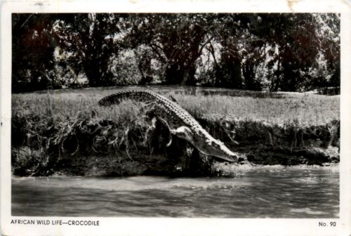 African Wild Life Crocodile