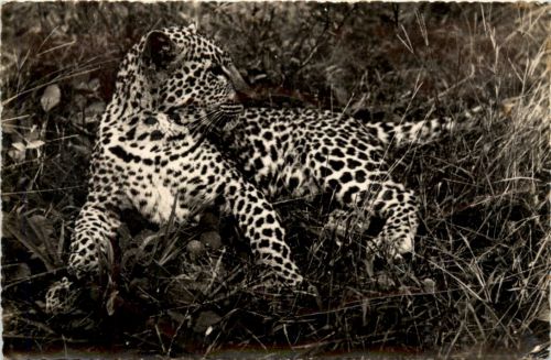 Afrique Noire - Jeune panthere