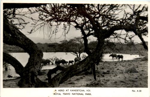A Herd at Kandetcha - Royal Tsavo National Park
