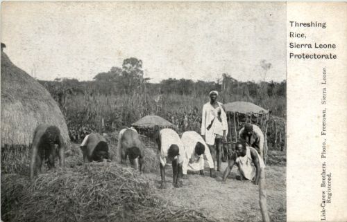 Sierra Leone - Threshing Rice