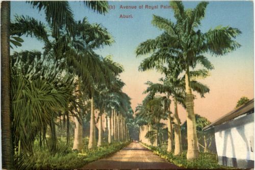 Nigeria - Aburi - Avenue of Royal Palma