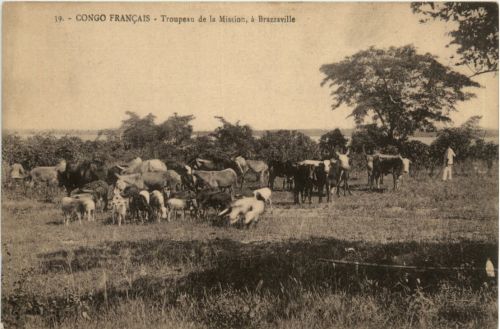 Congo - Troupeau de la Mission a Brazzaville