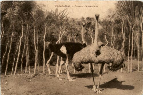 Madagascar - Autruches