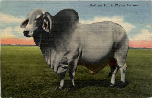 Brahman Bull