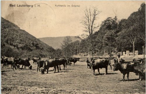 Bad Lauterberg, Kuhherde im Odertal