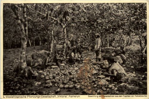 Kamerun - Westafrikanische Pflanzungs Gesellschaft Viktoria