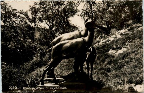Chateau d Oex - Les chamois