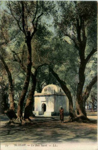 Blidah - Le Bois Sacre