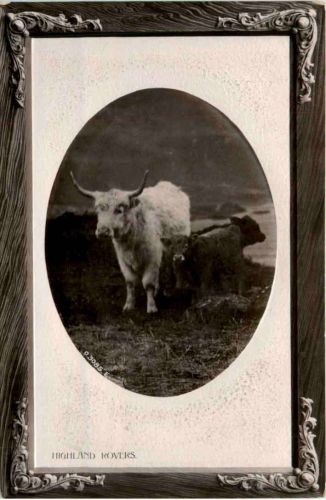 Highland Rovers - Cow