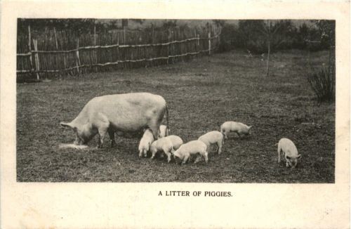 A Litter of Piggies