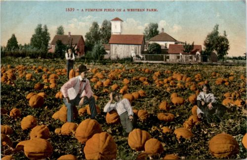 A Pumpkin Field on a Western Farm