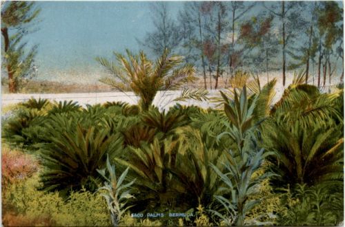 Bermuda - Saco Palms