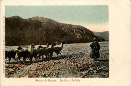 La Paz - Bolivia - Grupo de Llamas