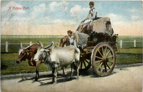 A Cotton Cart