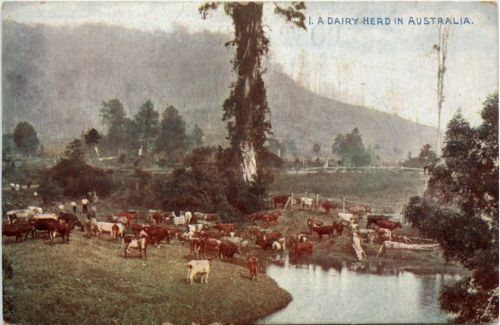 Dairy Herd in Australia