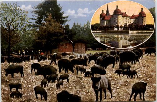 Moritzburg - Fütterung der Wildschweine