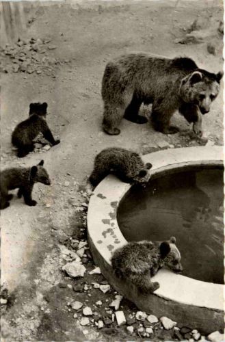 Bernburg/Saale, Bärenzwinger