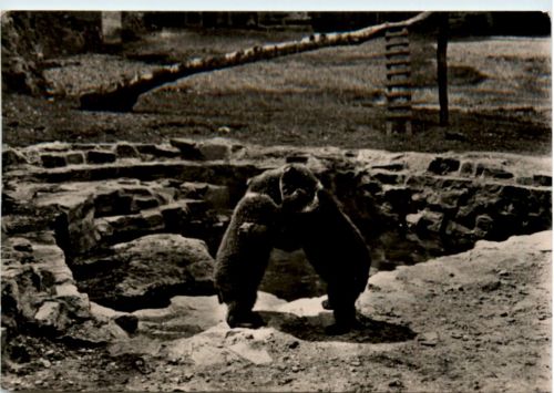 Torgau, Im Bärengehege von Schloss Hartenfels