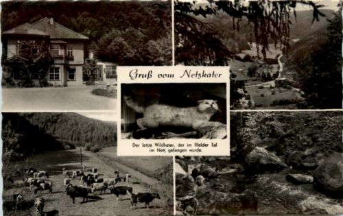 Kurort Ilfeld, Ilfelder Tal, Gruss vom netzkater, div. Bilder