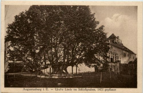 Augustusburg im Erzgeb., uralte linde im Schlossgarten