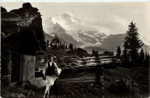 Wengen - Ziege