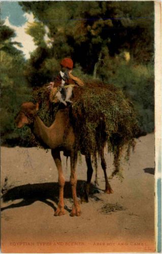 Egypt - Arab Boy an Camel