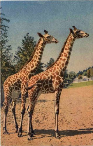 Giraffe