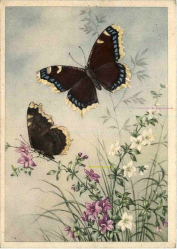 Schmetterling