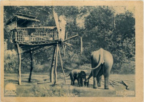 Chang - Elefant