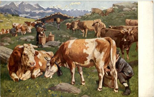 Kühe - Cow