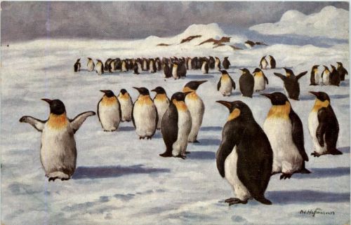 Künstlerkarte Ad. Hoffmann - Pinguine