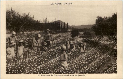 Grasse - Cueillette du jasmin