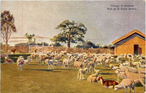 Brasil - Elevage de moutons