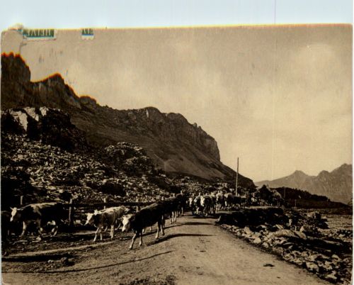 Viehherde auf der Gemmi