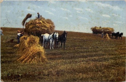 Landwirtschaft Pferdegespann