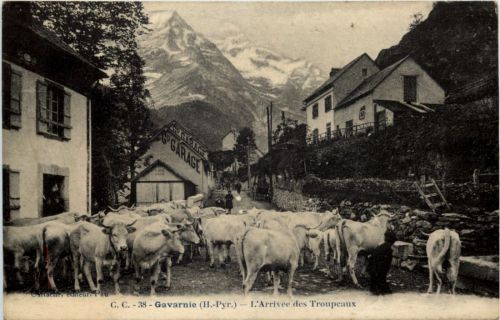 Gavarnie - L Arrivee des Troupeaux
