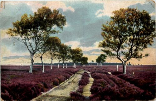 Lüneberger heide - Birkenweg Brehloh Munster