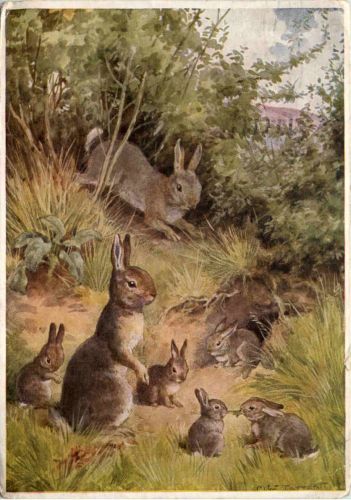 Rabbit