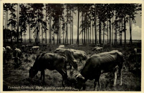 Tambach - Dietharz, Kuhherde auf der Weide