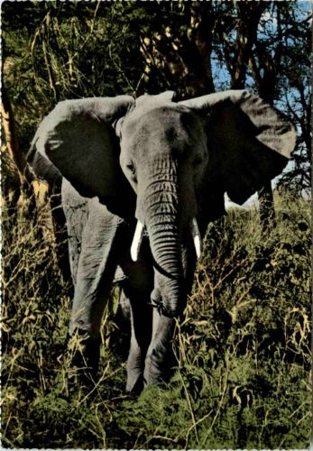 East Aftrican Game Elephant