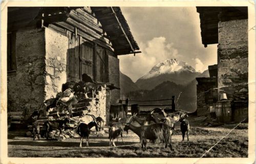 Maloja - Ziegen