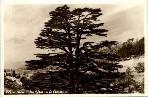 Liban - Les cedres