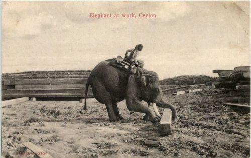 Ceylon - Elephant at work